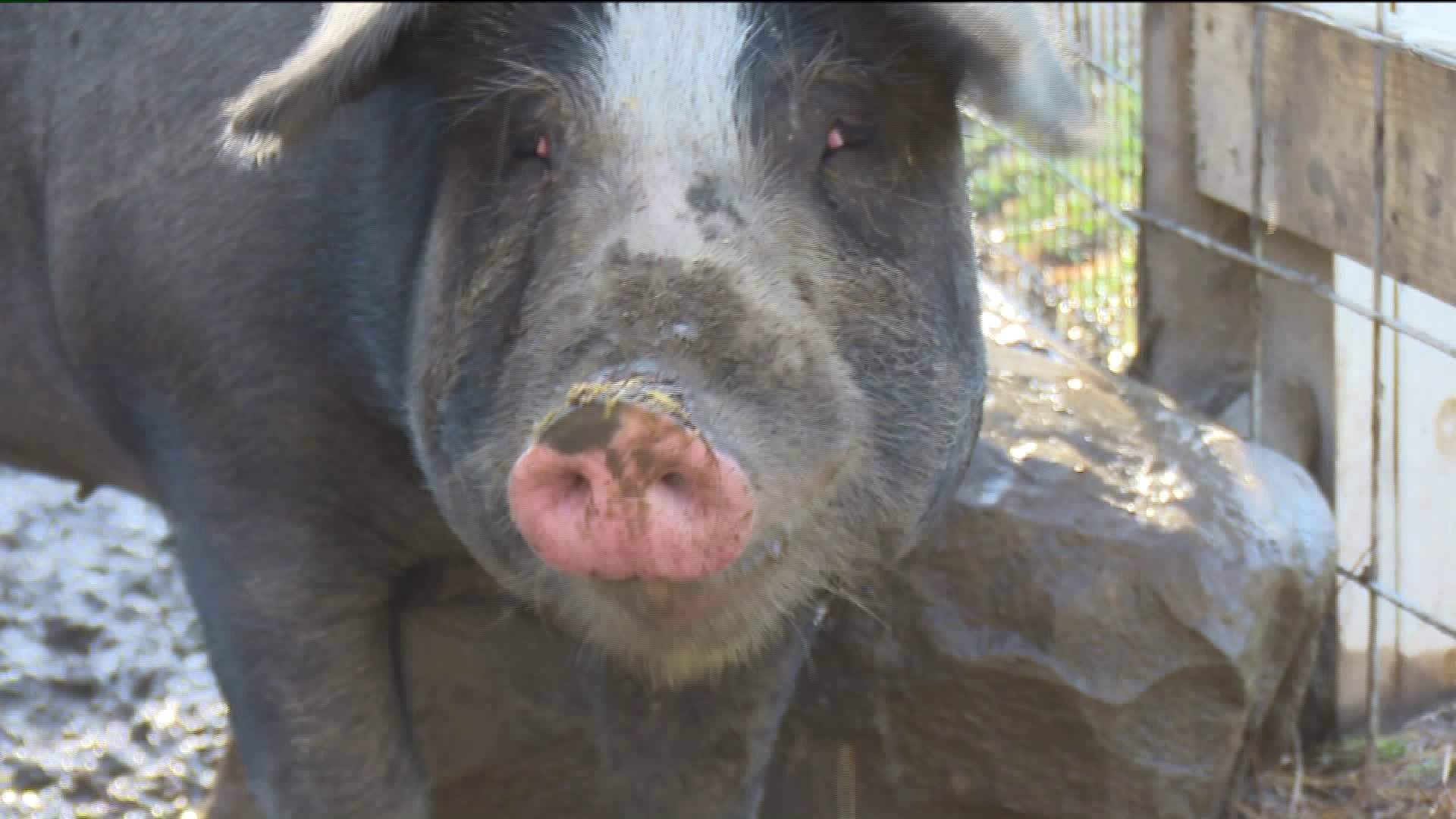 Power To Save: Two Pigs and Lots of Pumpkins