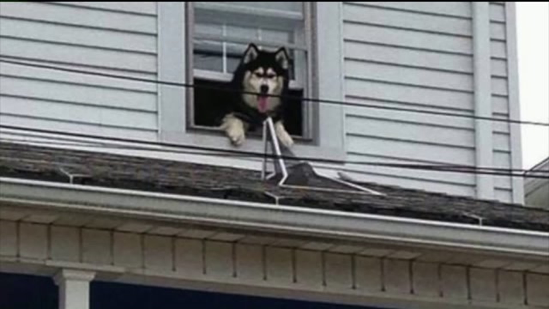 'Roof' Rescue: Firefighters Rescue Pooch That Climbed out Window