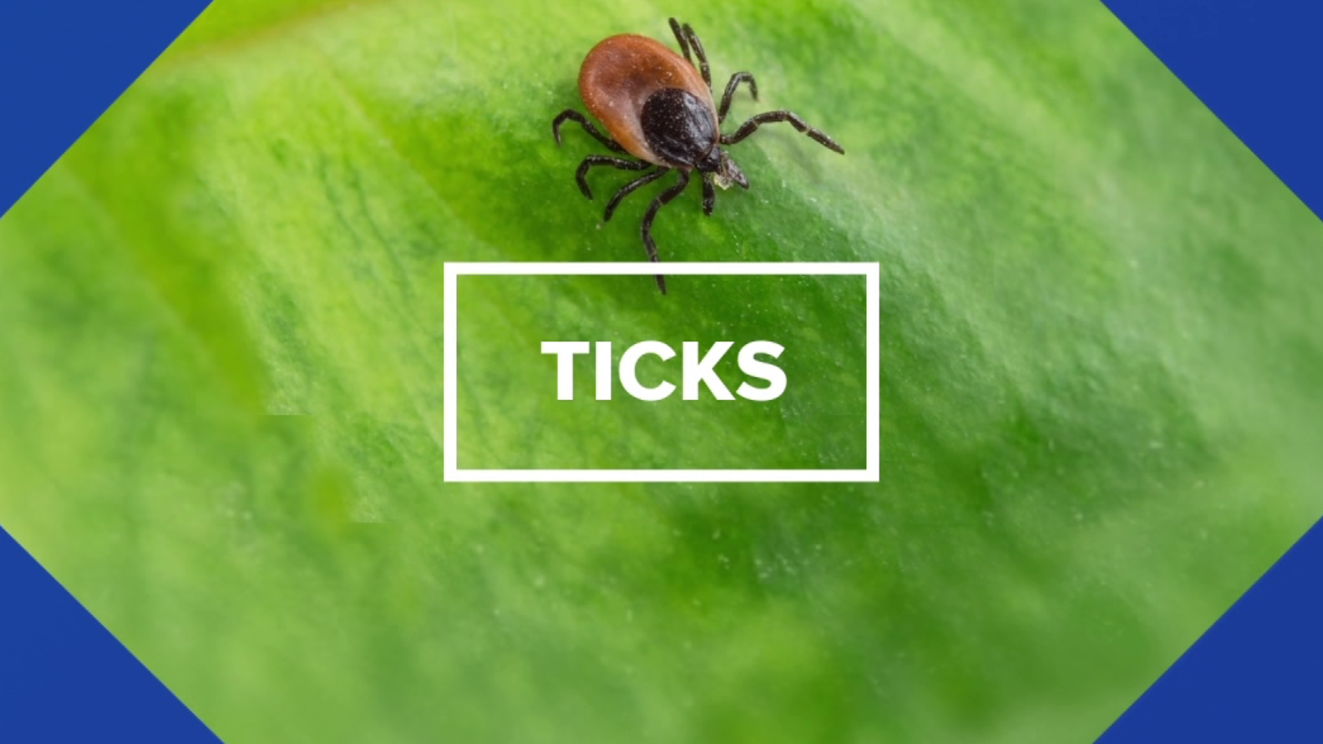 The state tick lab is testing 300 ticks a day.