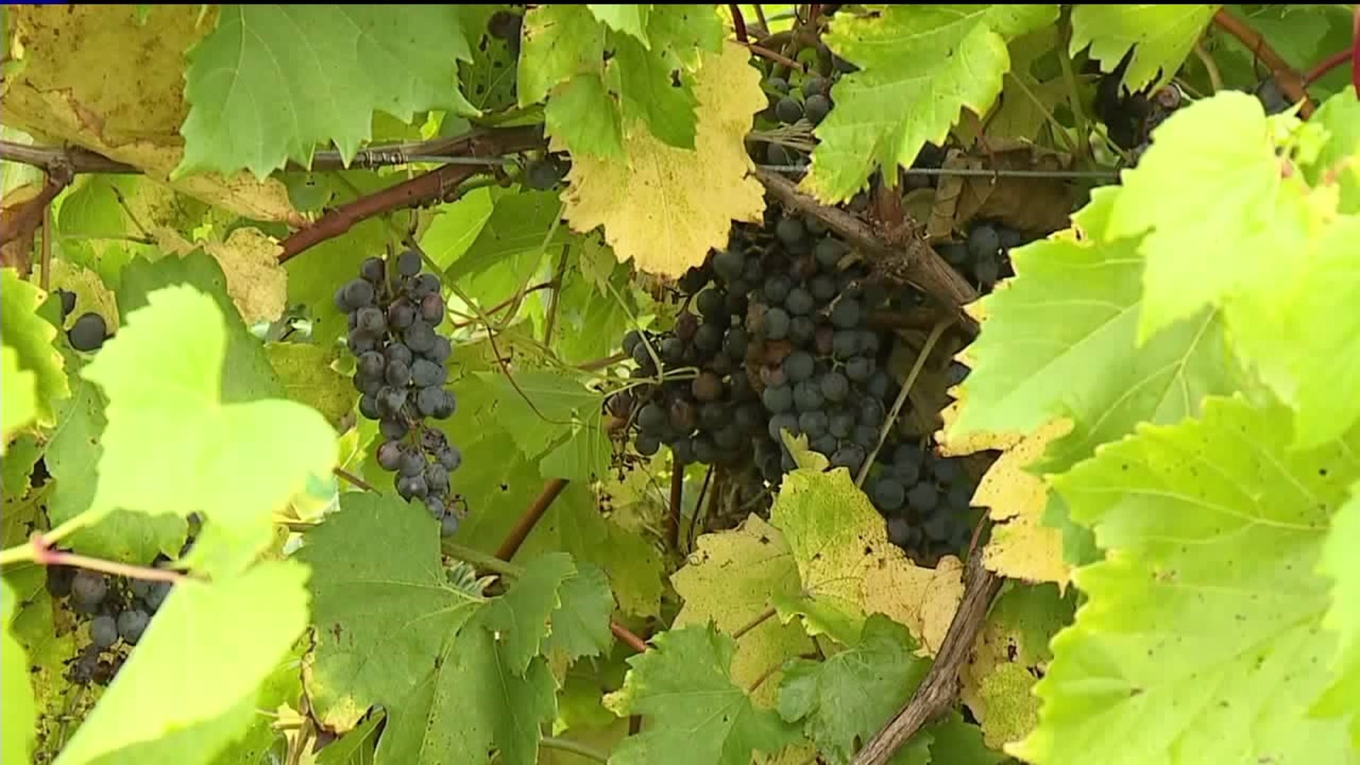Good Grape Season for Pocono Vineyards