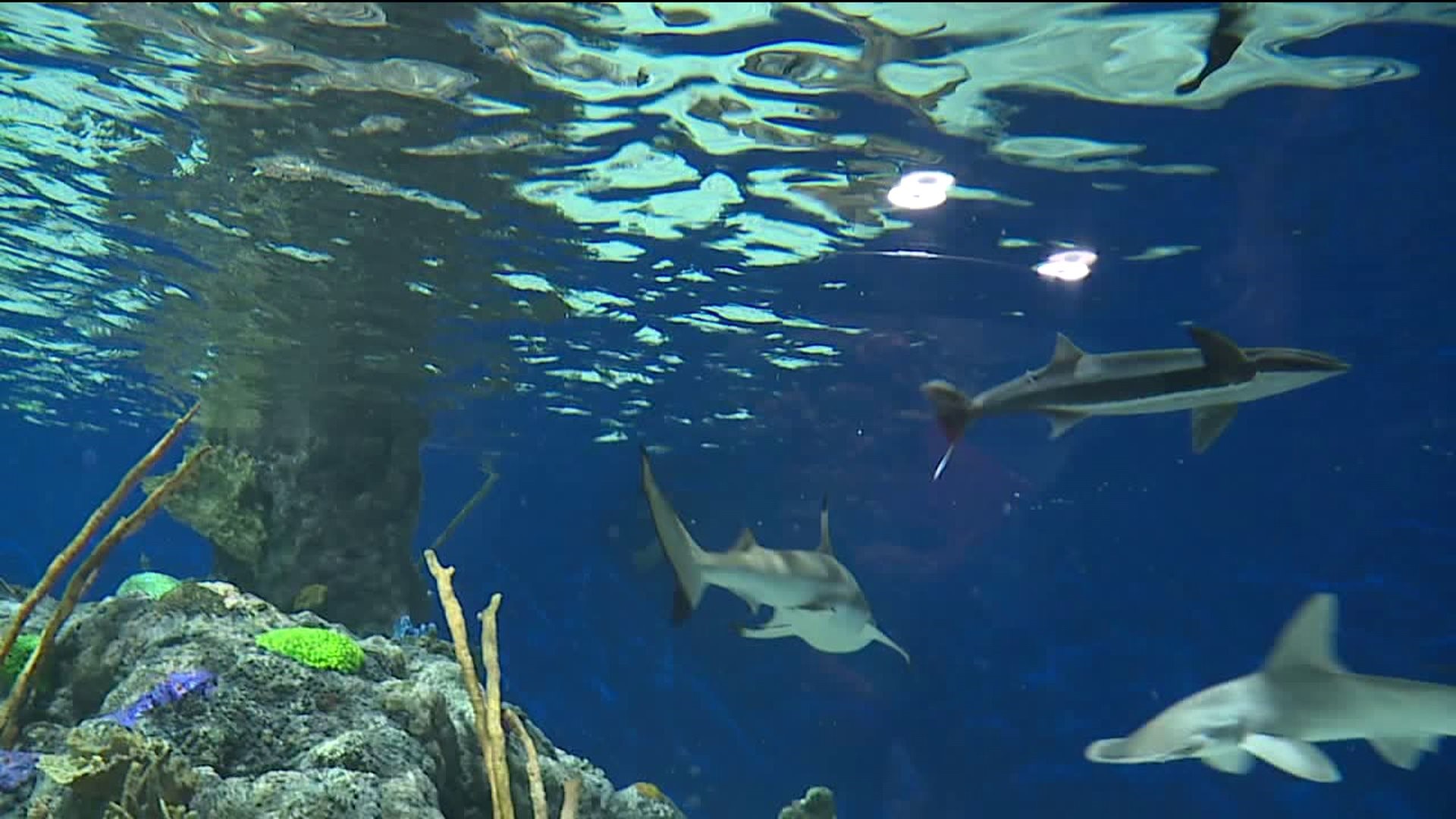 New Aquarium Opens in Scranton