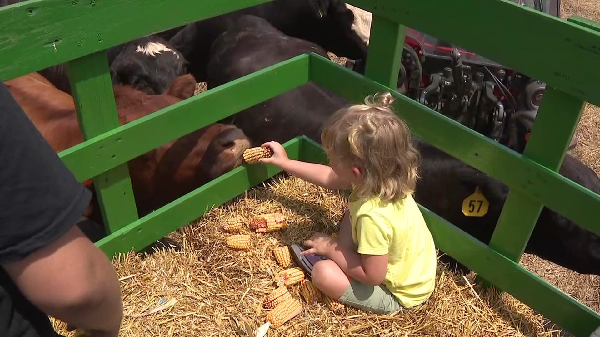 A farm near Catawissa is offering a special cow encounter experience.