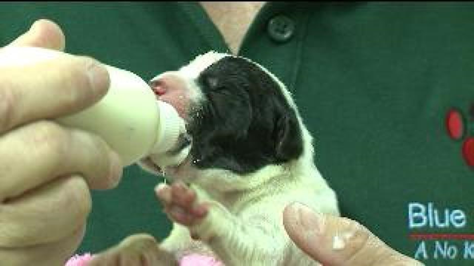 Newborn Puppies Found Abandoned in Trash Bag
