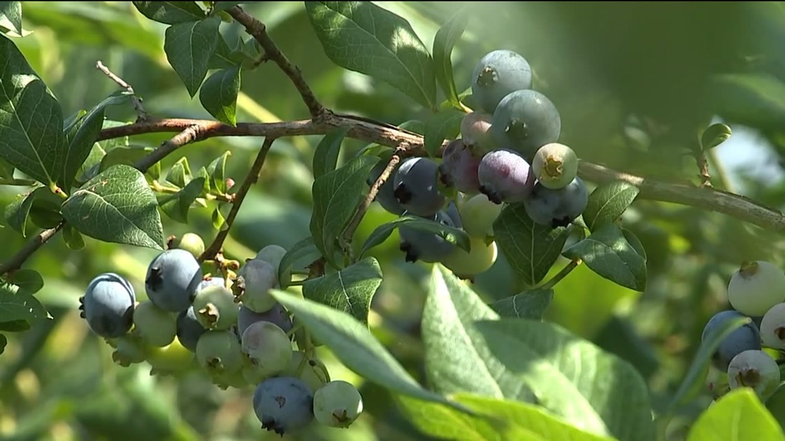 Blueberry Season off to a Strong Start | wnep.com