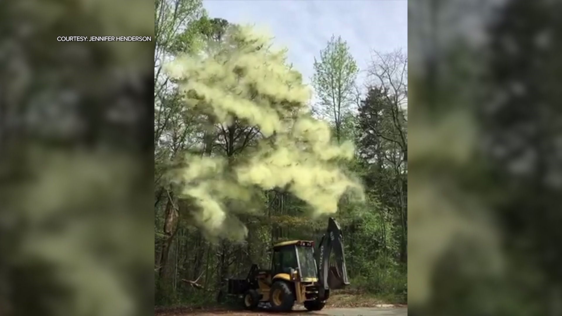 Allergy Warning! Just Watching This `Pollen Bomb` Video Will Make You Sneeze