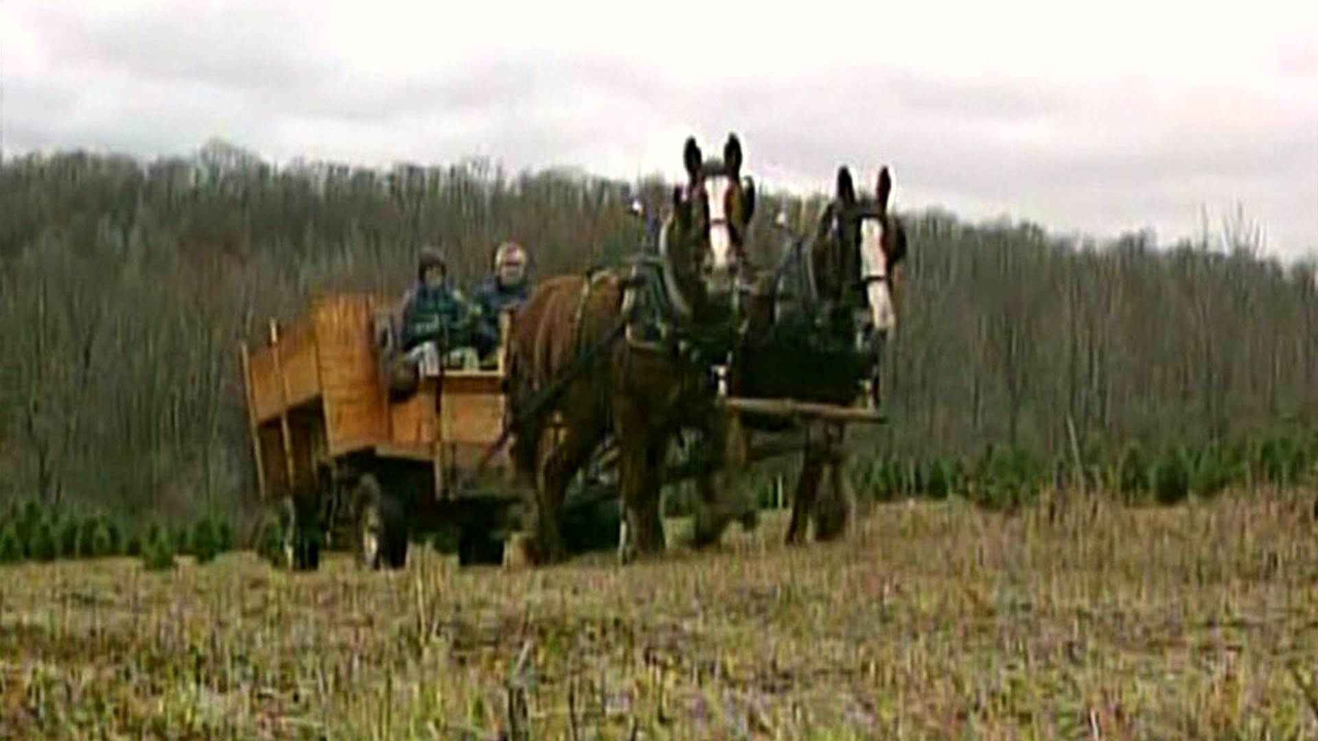 Getting Christmas Trees on a Horse-Drawn Wagon