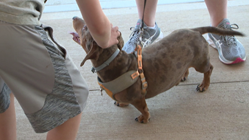 Animal shelter fundraiser held in Susquehanna County