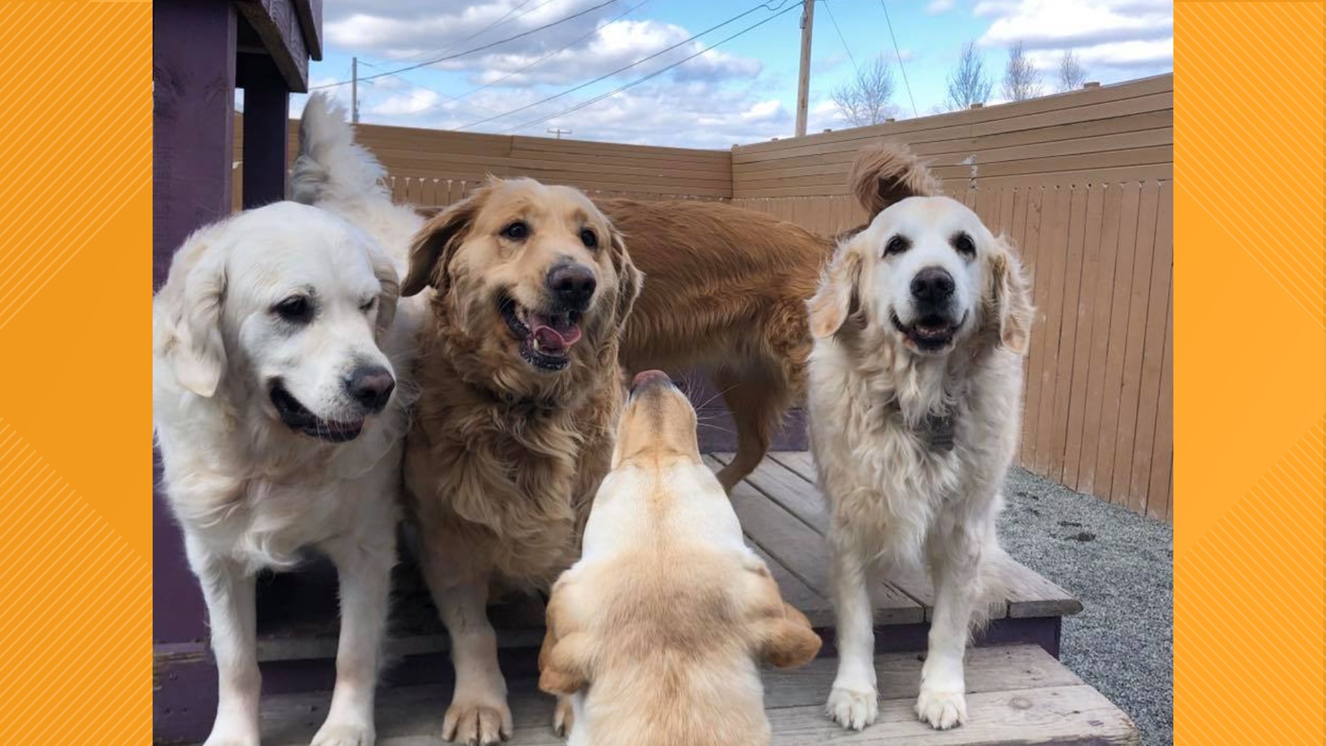 While many businesses have been forced to shut down in the wake of COVID-19, some doggie daycares are really coming to the rescue of first responders and others.