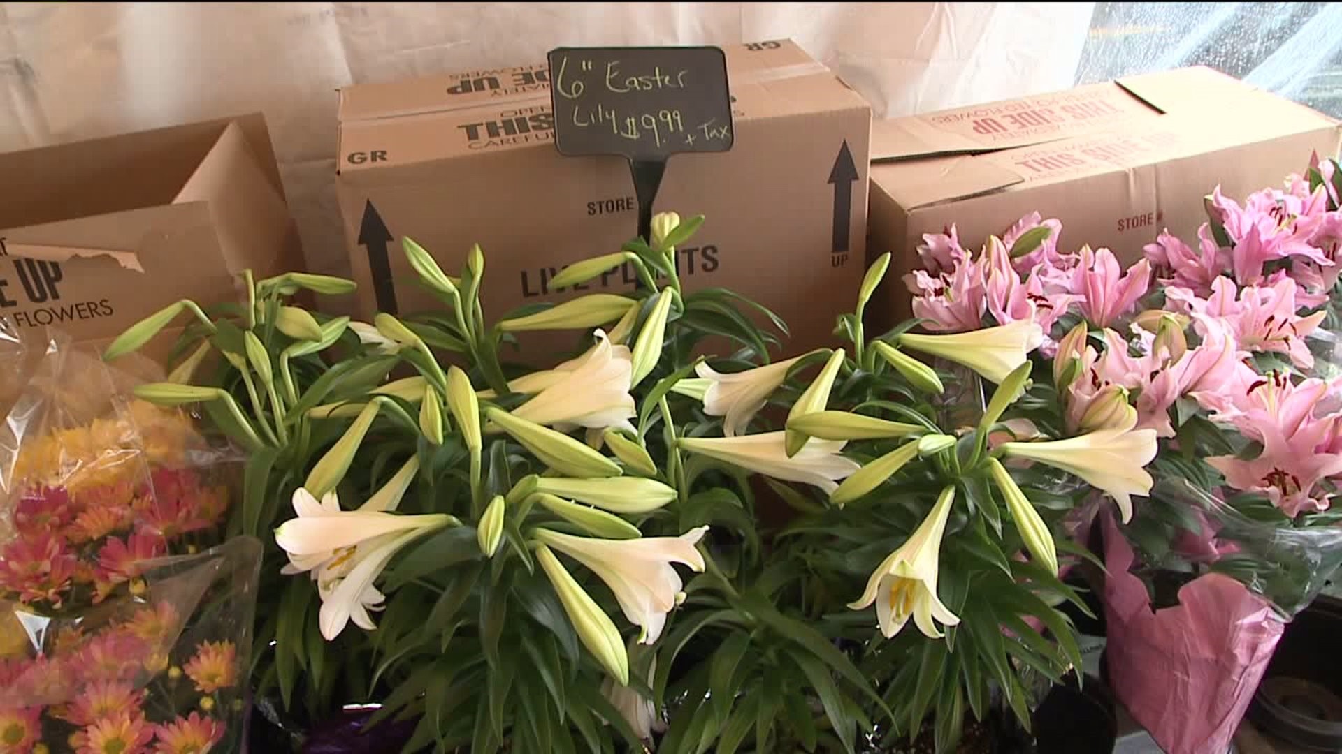 Vets Warning to Cat Owners: Don`t Buy Easter Lilies