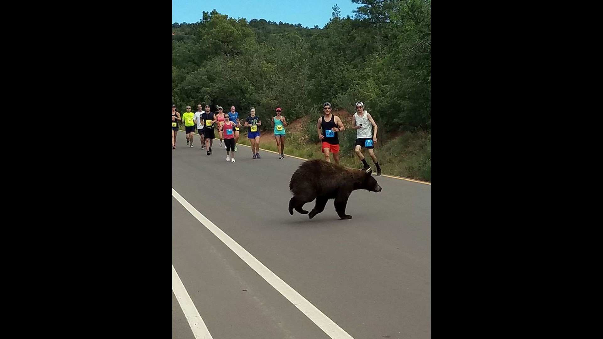 Bear Joins Race Through Colorado Park