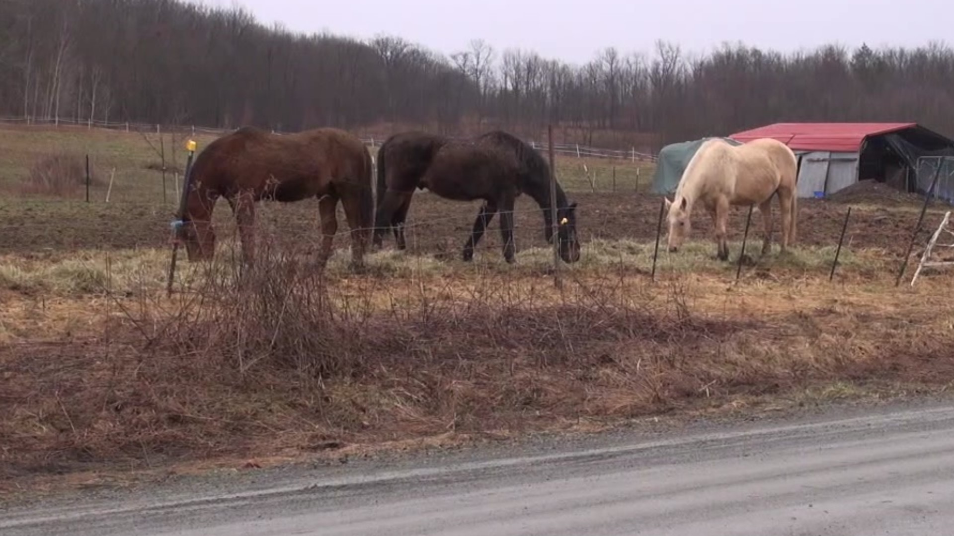 The pandemic has been difficult for Elk Mountain Equine Rescue as it tries to get non-profit status, donations are slow as well to care for its animals