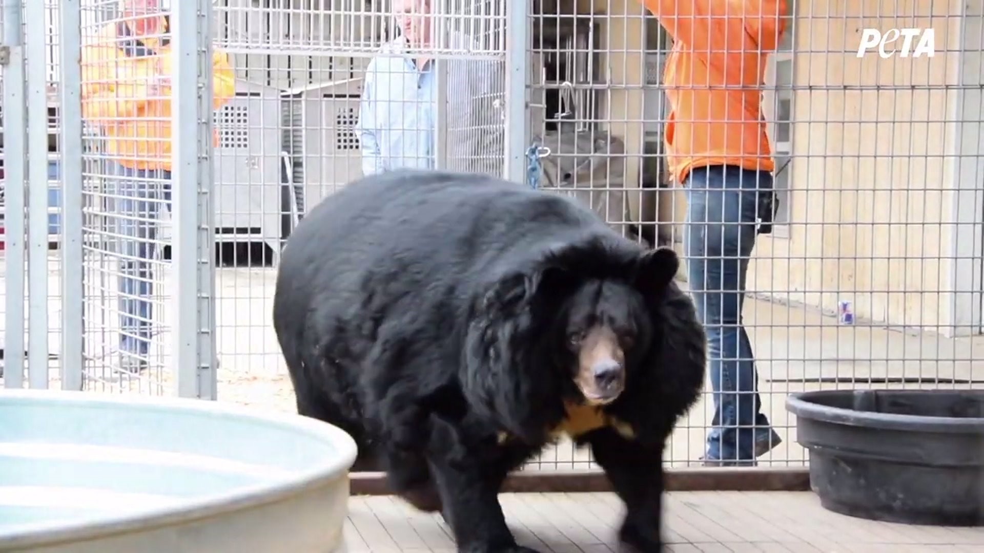 Dillan the Bear Arrives at New Home in Colorado
