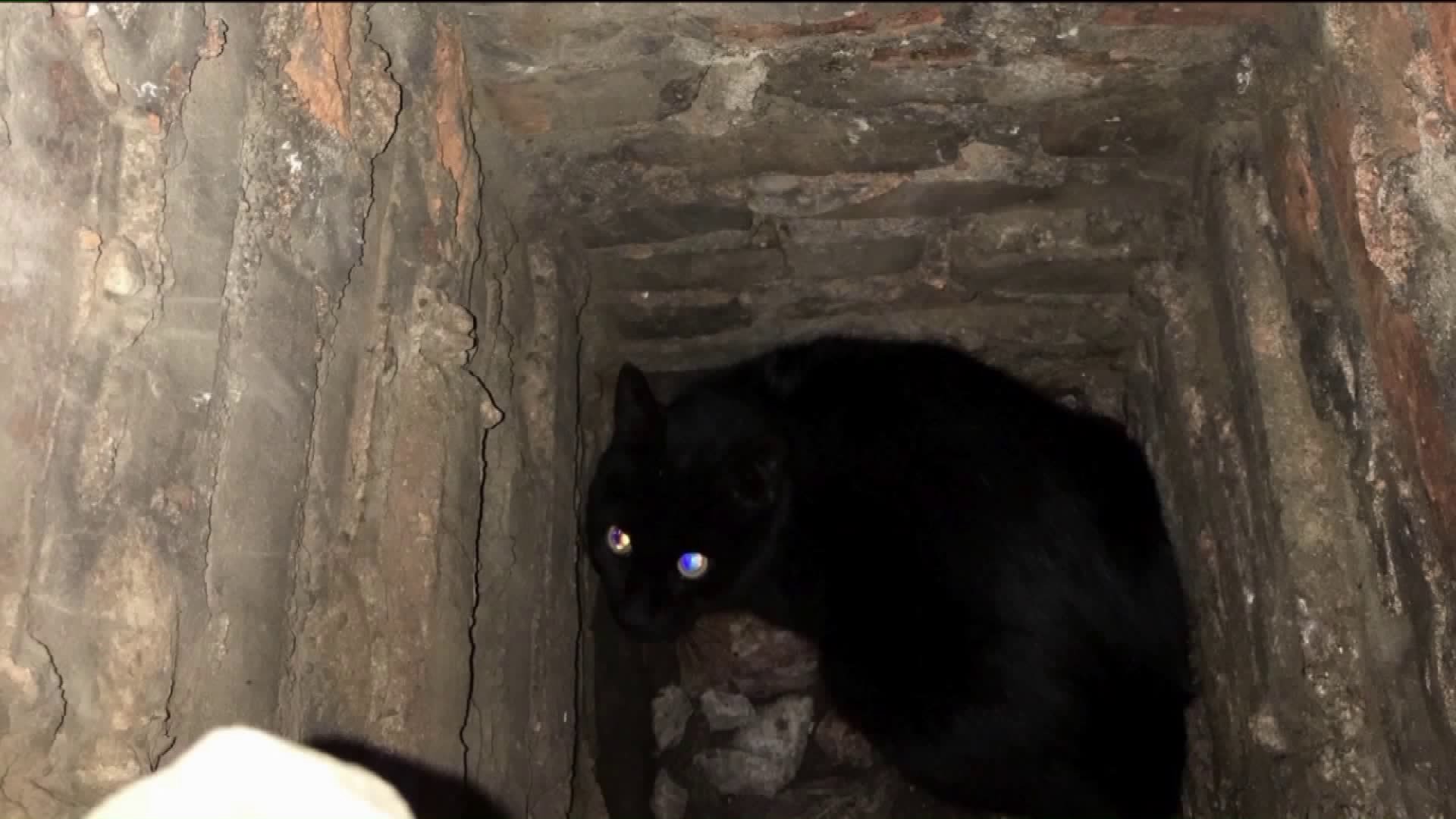 Cat in a Chimney and Bear in a Tree in Luzerne County
