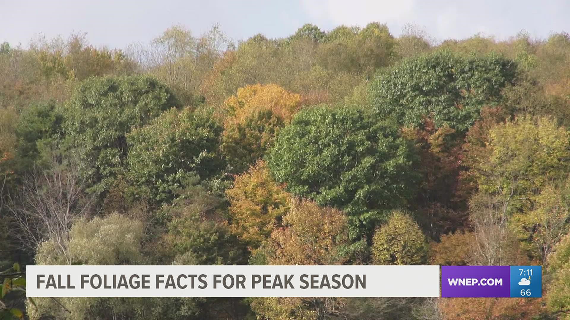 Newswatch 16's Courtney Harrison spoke with an expert who explains what factors can affect the fall colors.