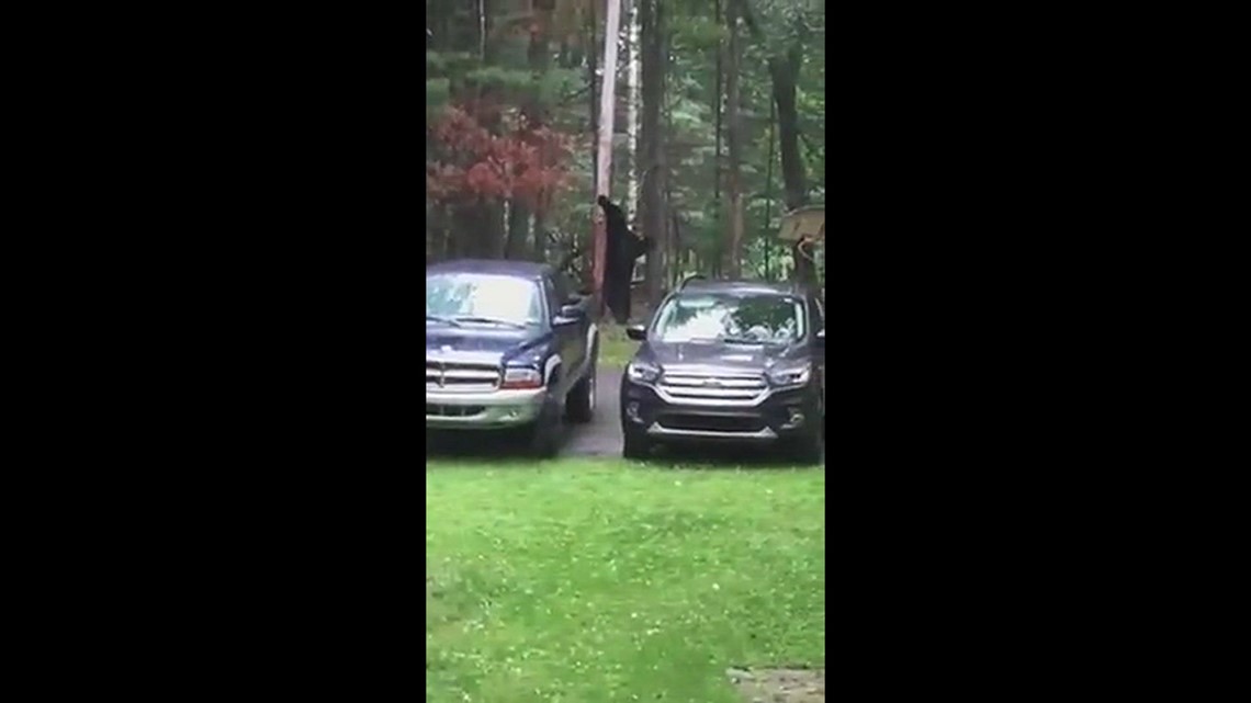 Back scratching bear in Lock Haven, Pa.