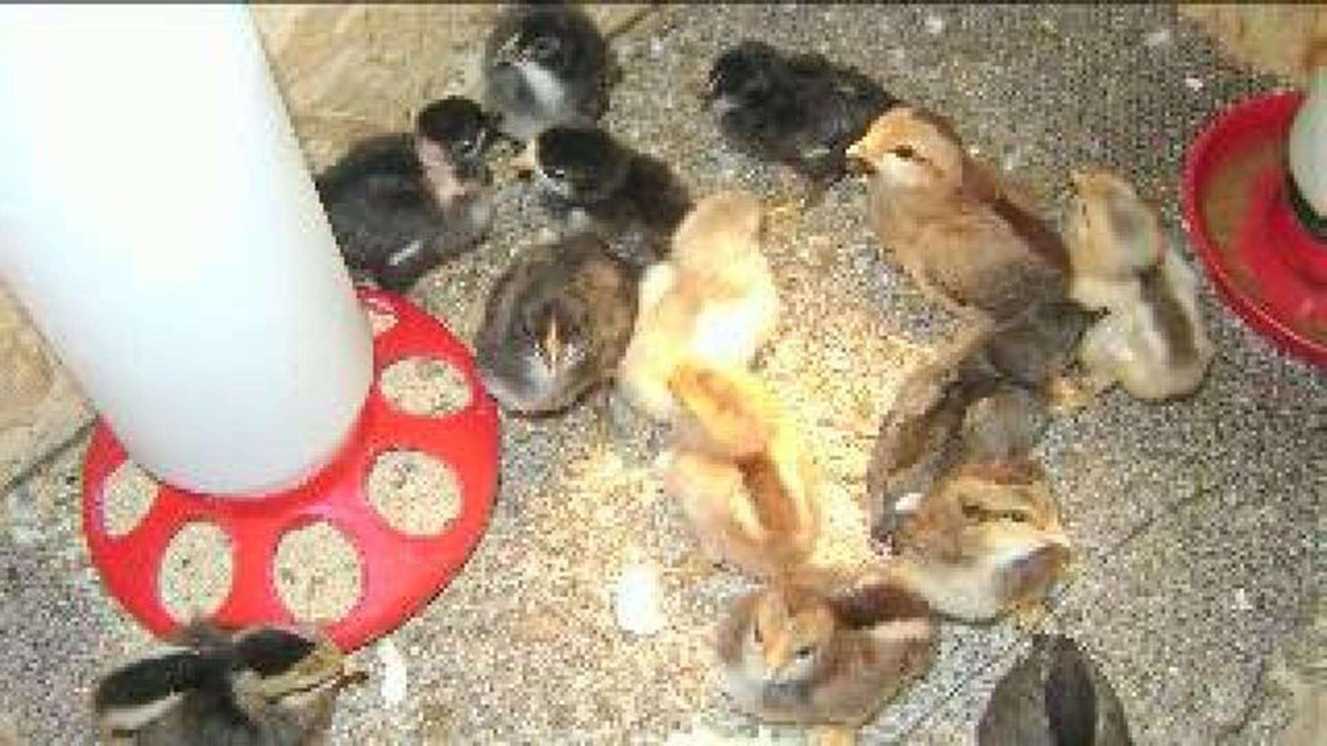 Roughly 100 Chickens Found in a Basement