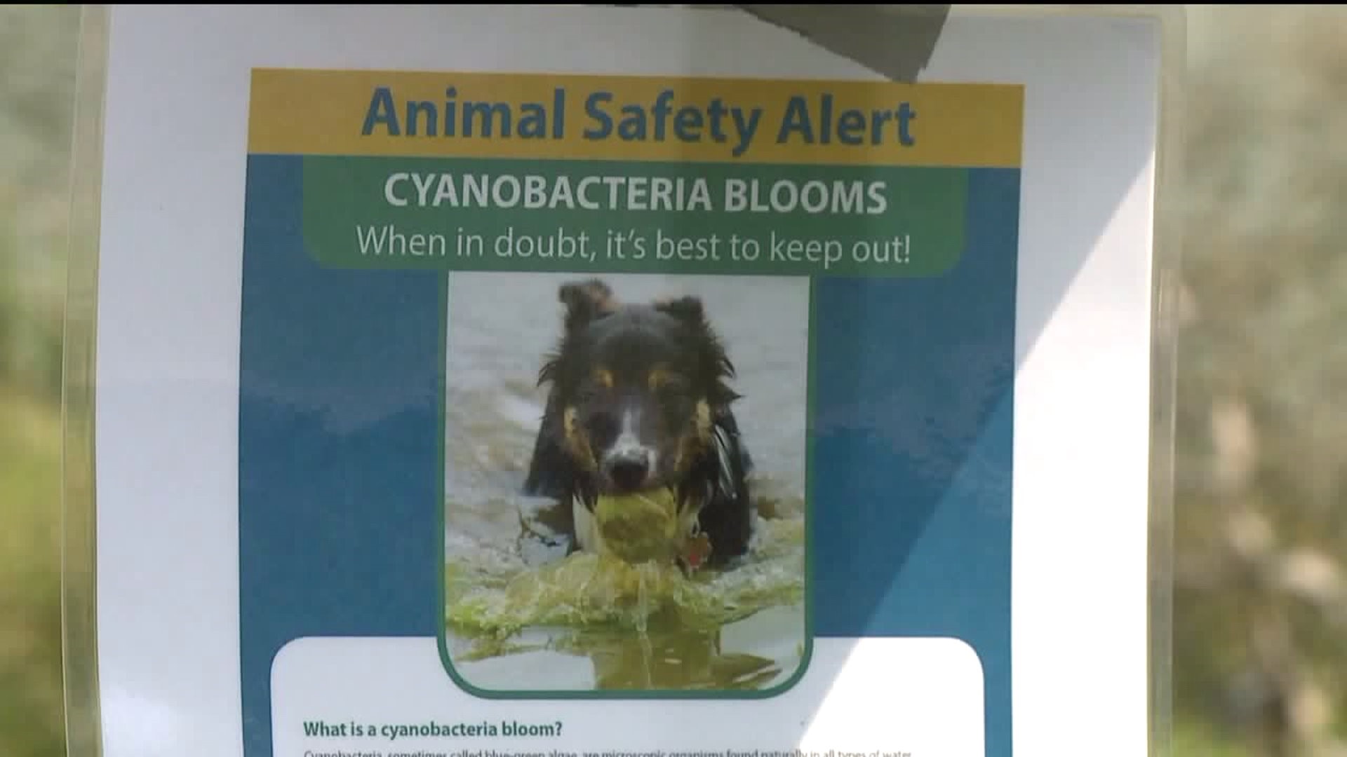 Algae Makes Water at Frances Slocum State Park Dangerous for Dogs
