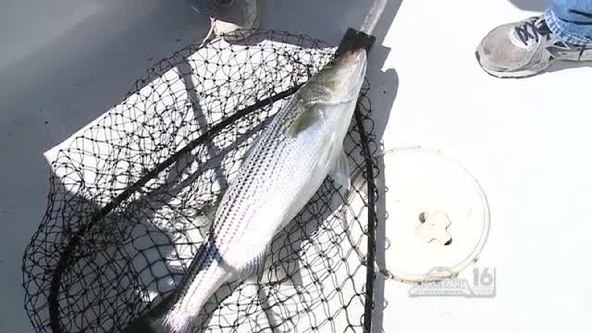Striper Fishing at Beltzville State Park