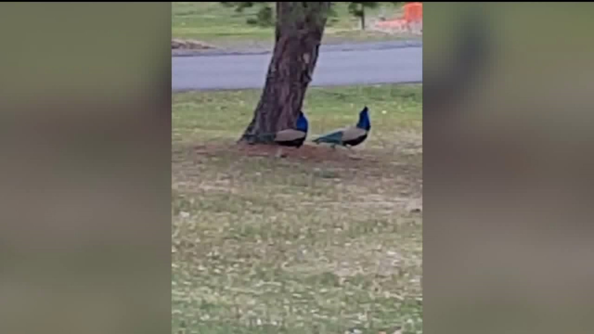Peacocks on the Loose in Luzerne County Neighborhood