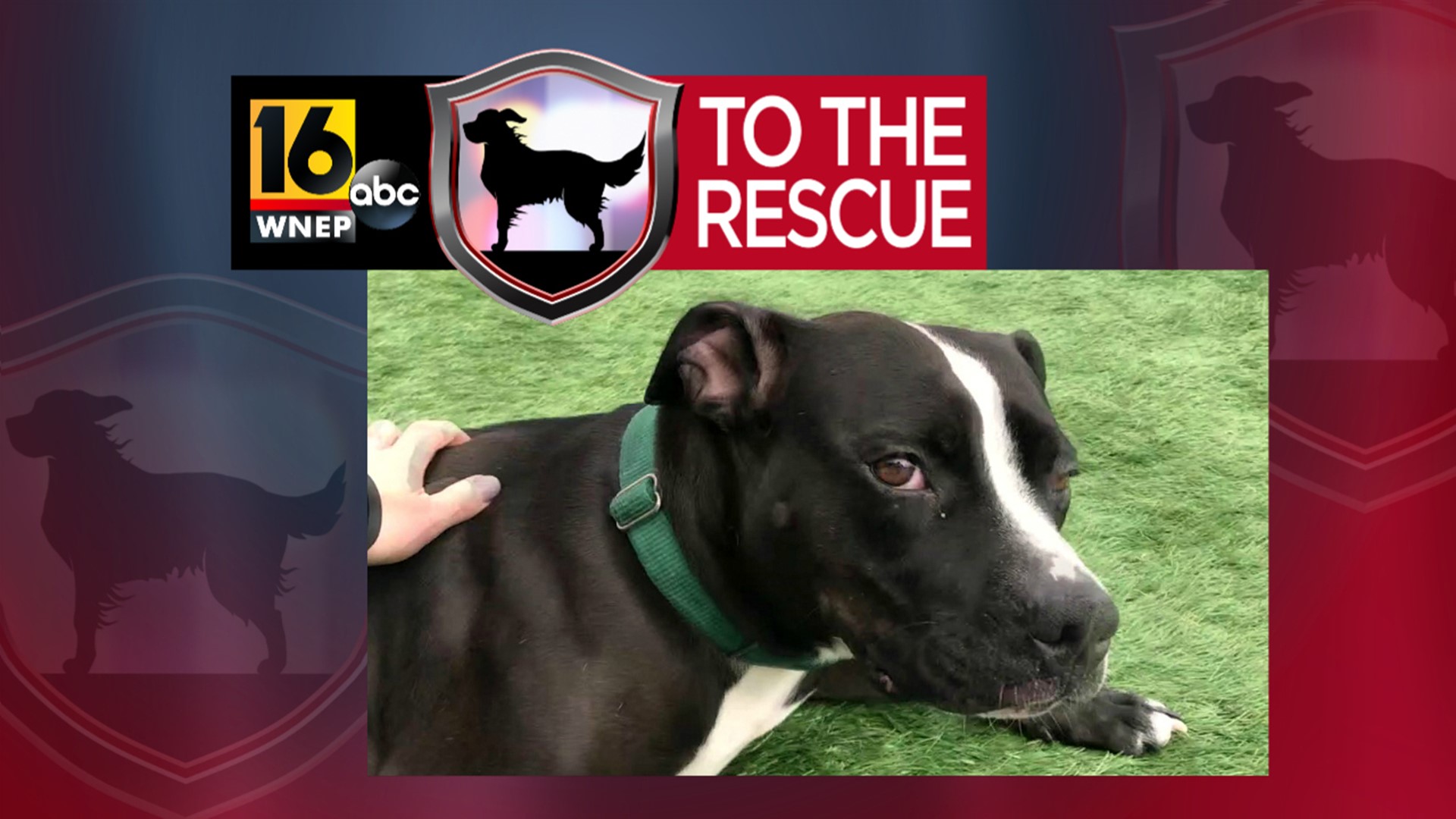 Lola has been at the shelter in Lackawanna County for nearly two years.