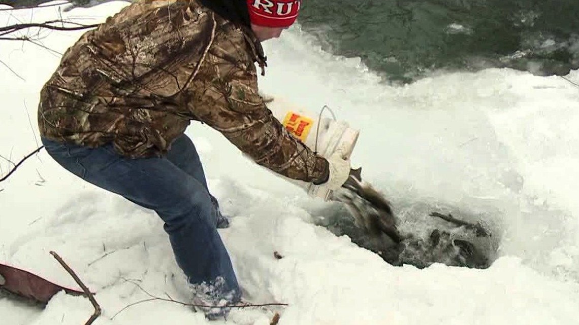 Trout Stocking on Frozen Creeks