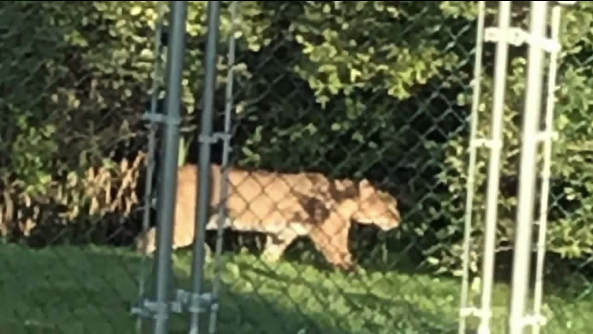 What is This Big Cat Caught on Camera?