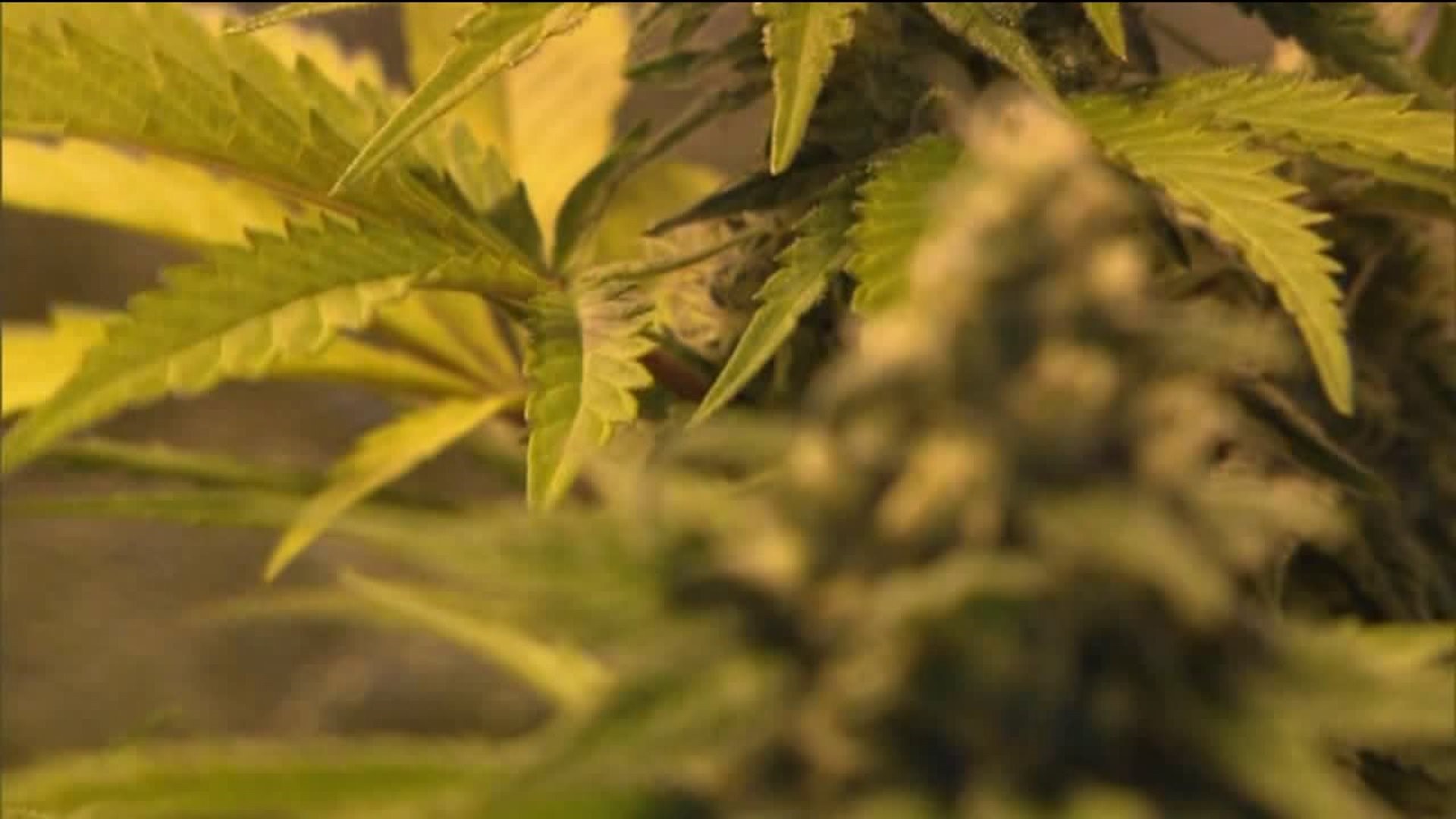 Grow it Yourself: Recreational Marijuana Proposal for PA