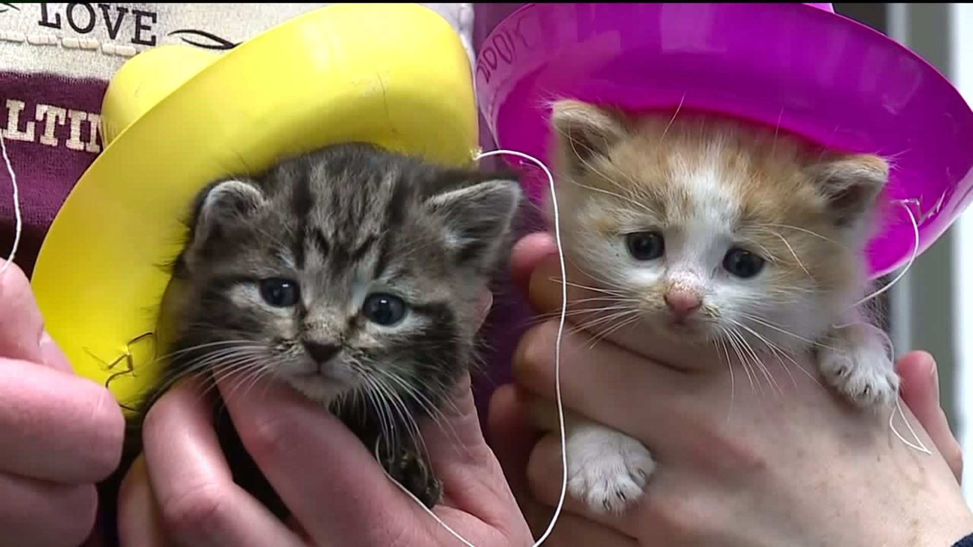 Lycoming County SPCA Prepares for Kitten Season