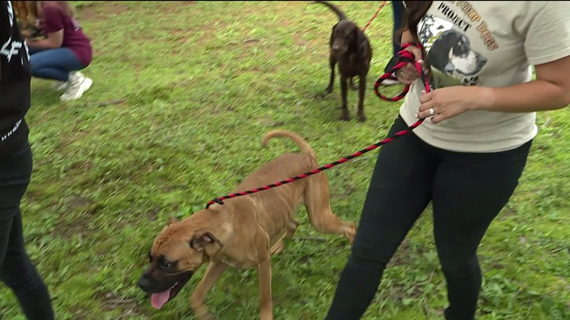 Popular Show 'Pit Bulls and Parolees' Shoots Episode in Schuylkill County