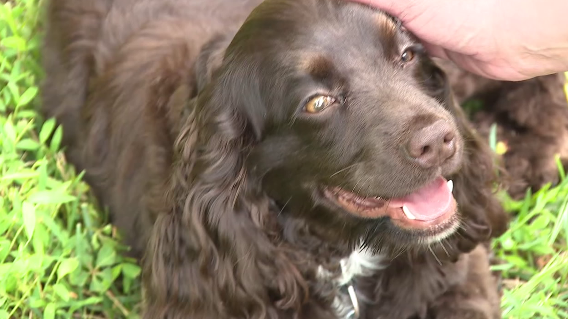 Puppy in need of surgery shines light on cruelty of puppy mills - Vimarsana News