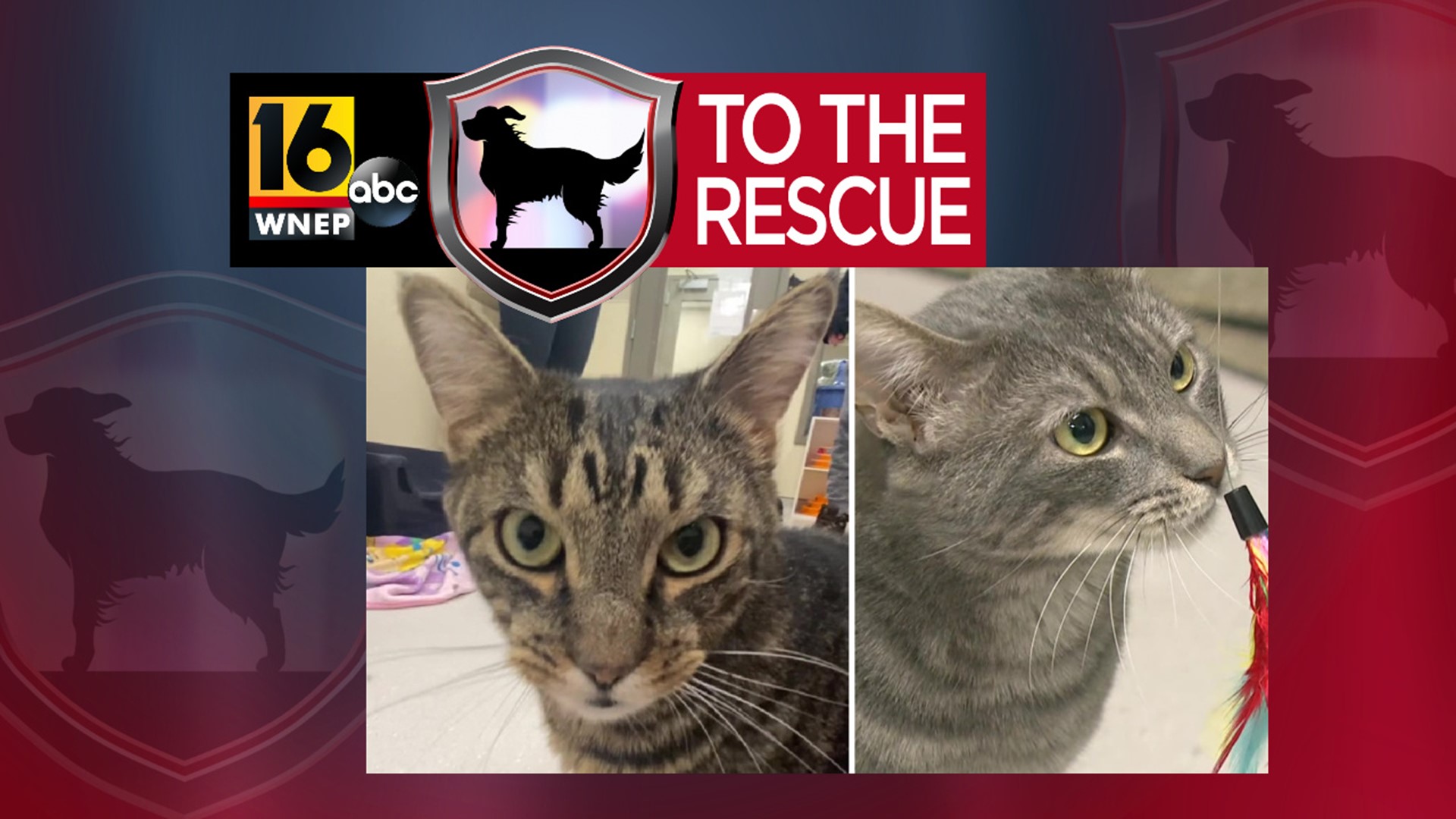 This week, we meet several cats up for adoption at a shelter in Lackawanna County.