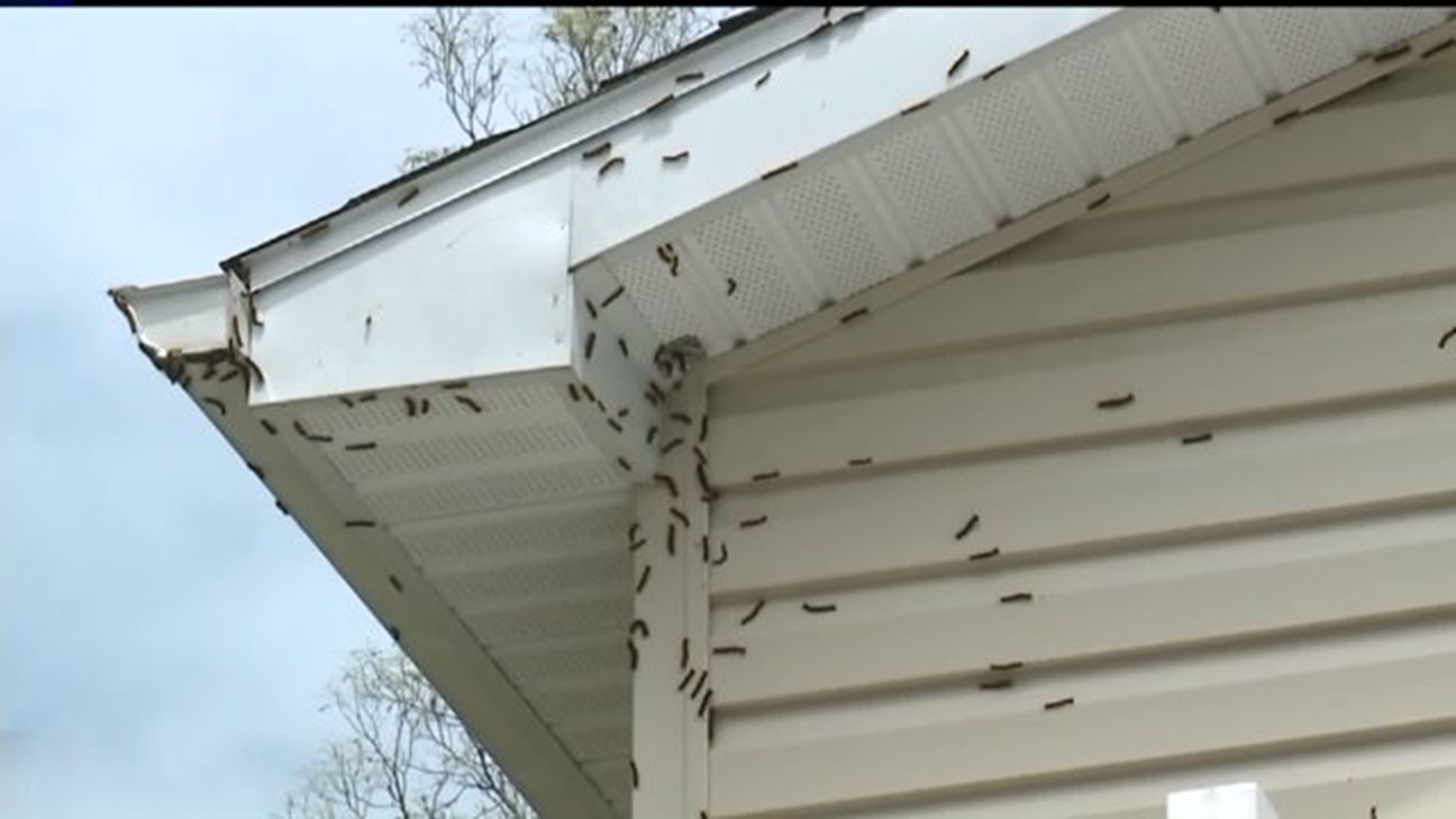 Residents alerted to gypsy-moth spraying in Rockaway Twp.