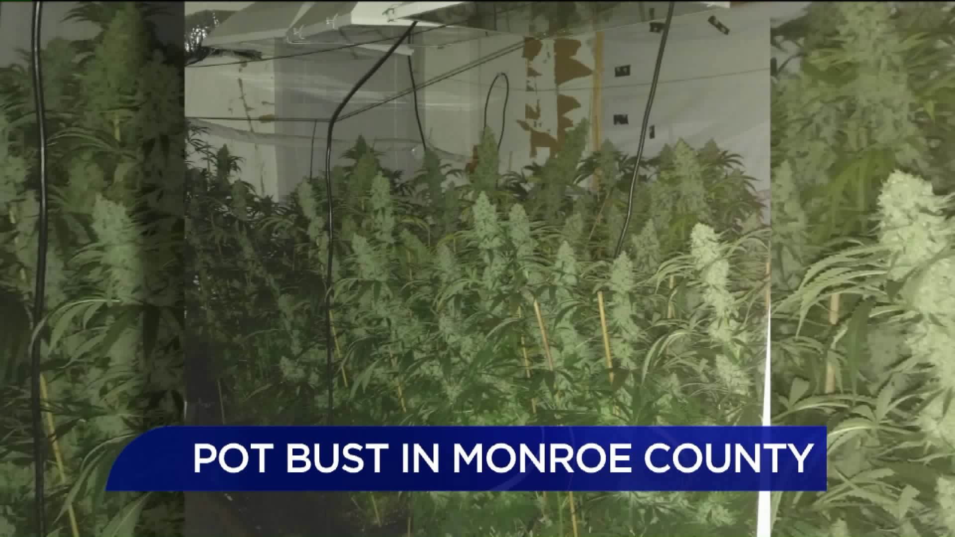 Pot Bust in Monroe County