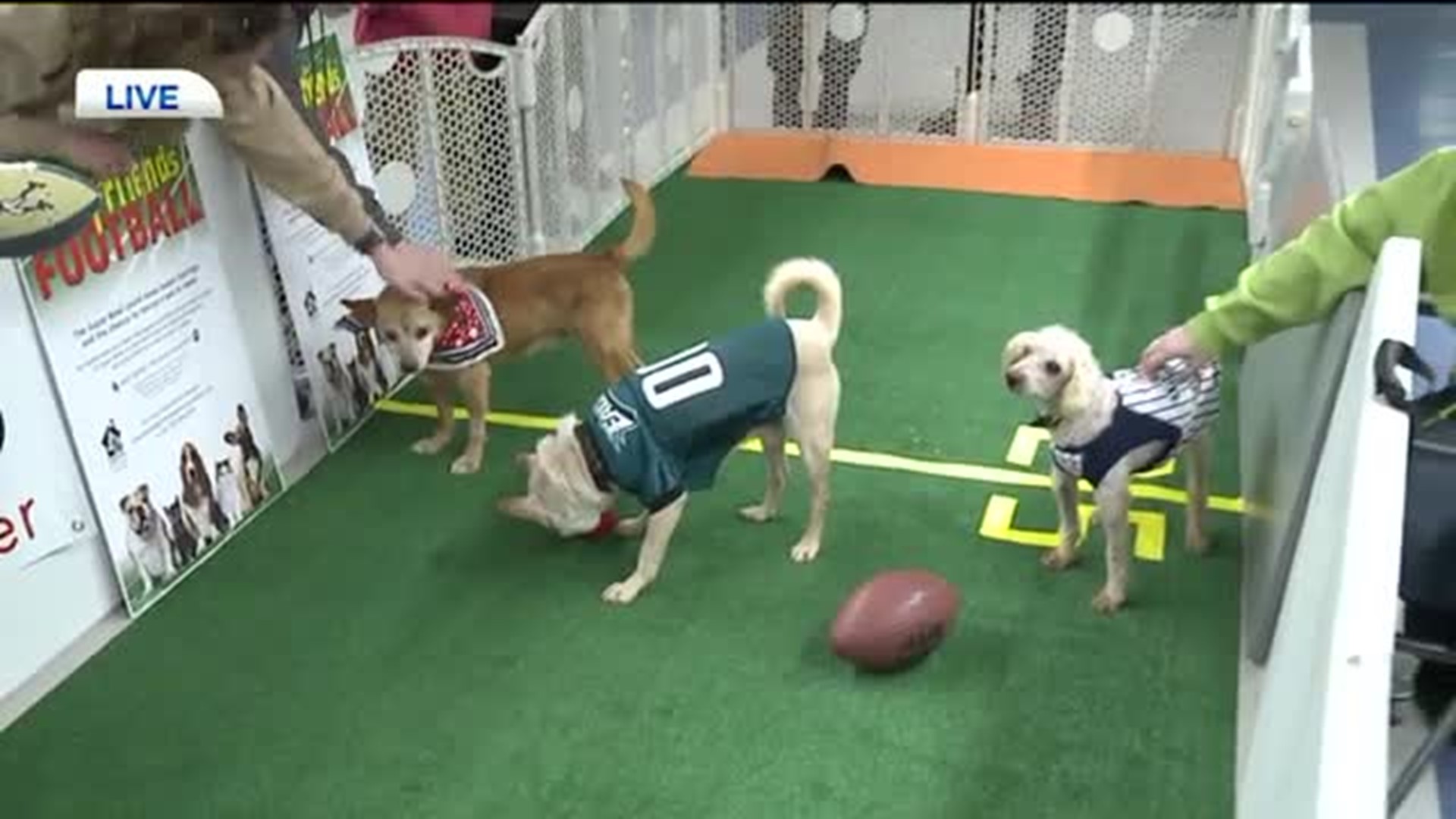 Furry Friends Football: Fierce Competition