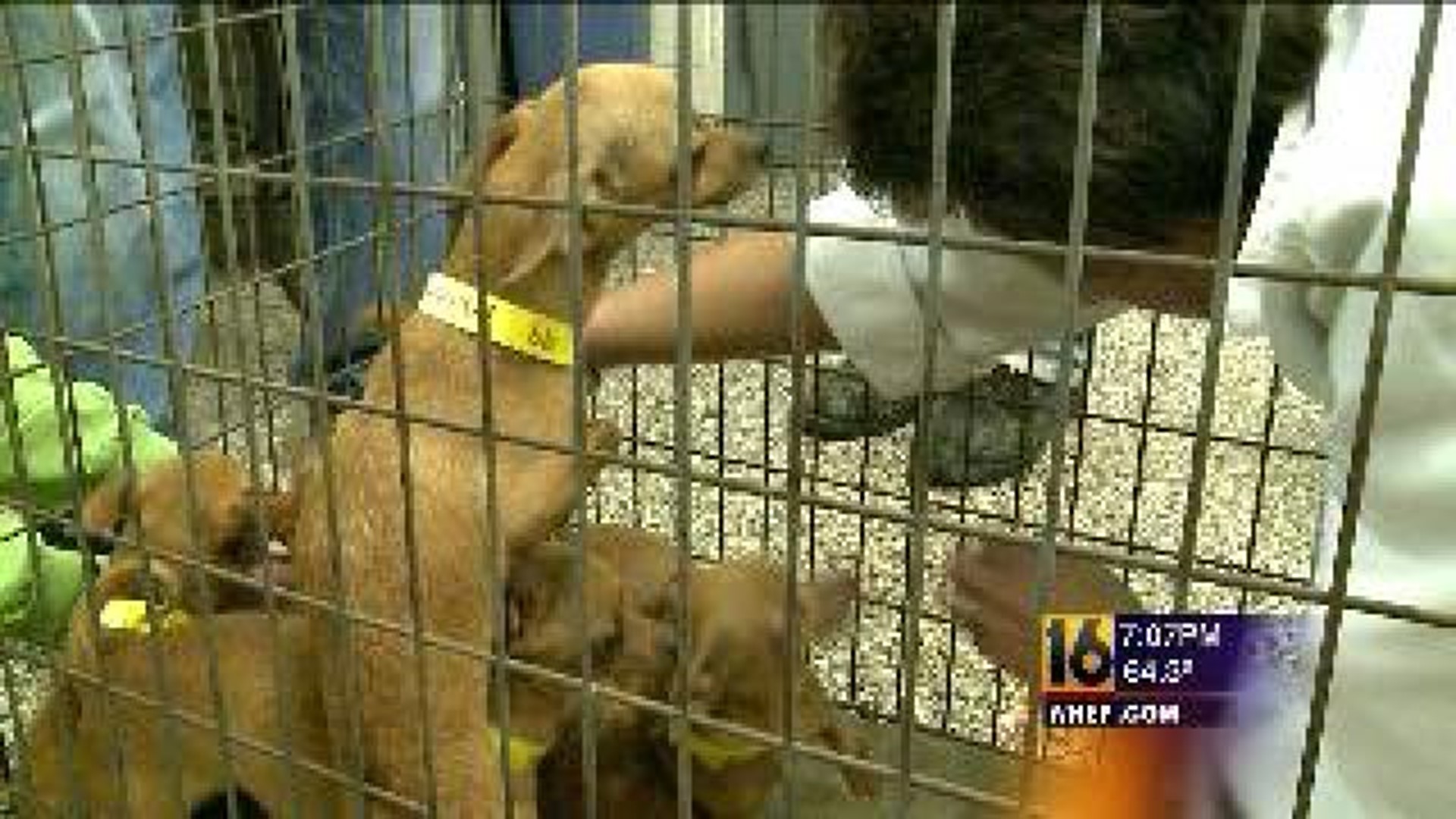 Dogs Saved in Luzerne County