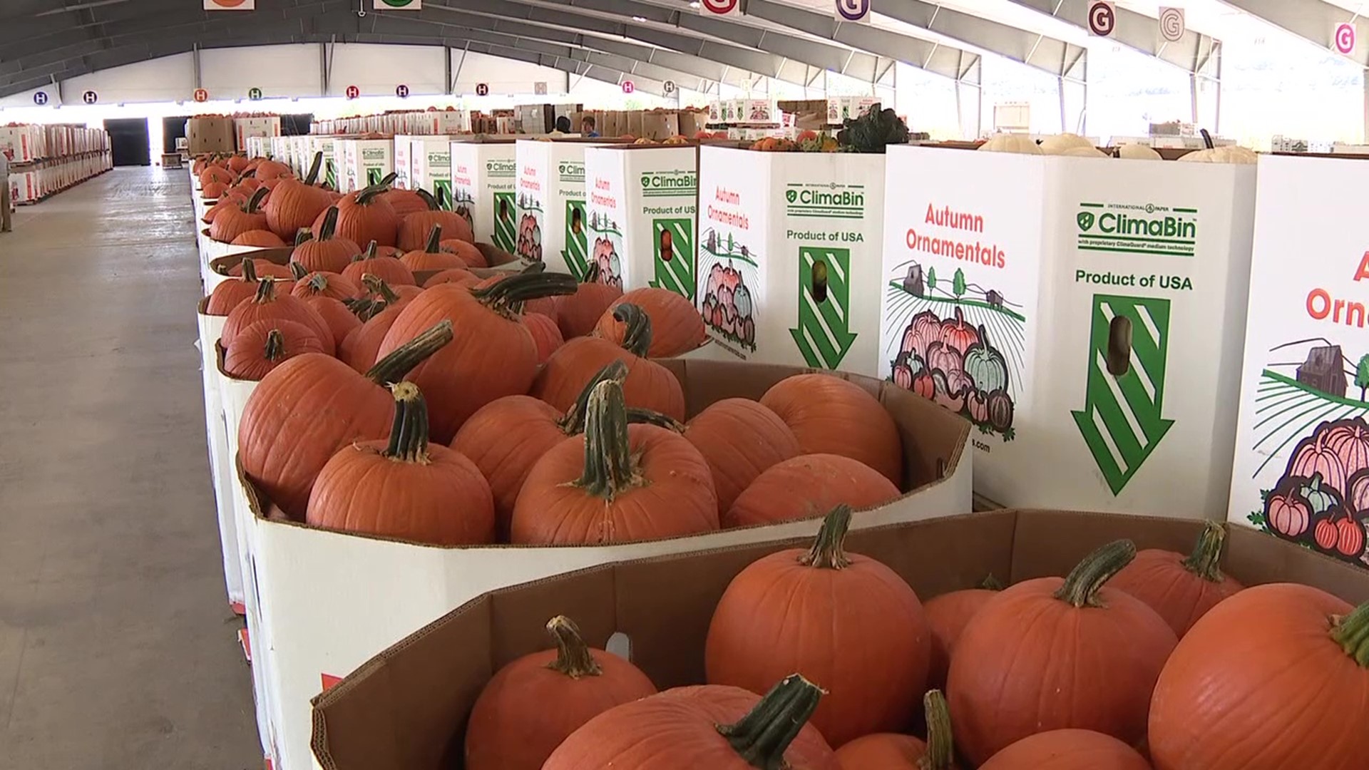 There are more than 3,000 bins filled with pumpkins for sale.