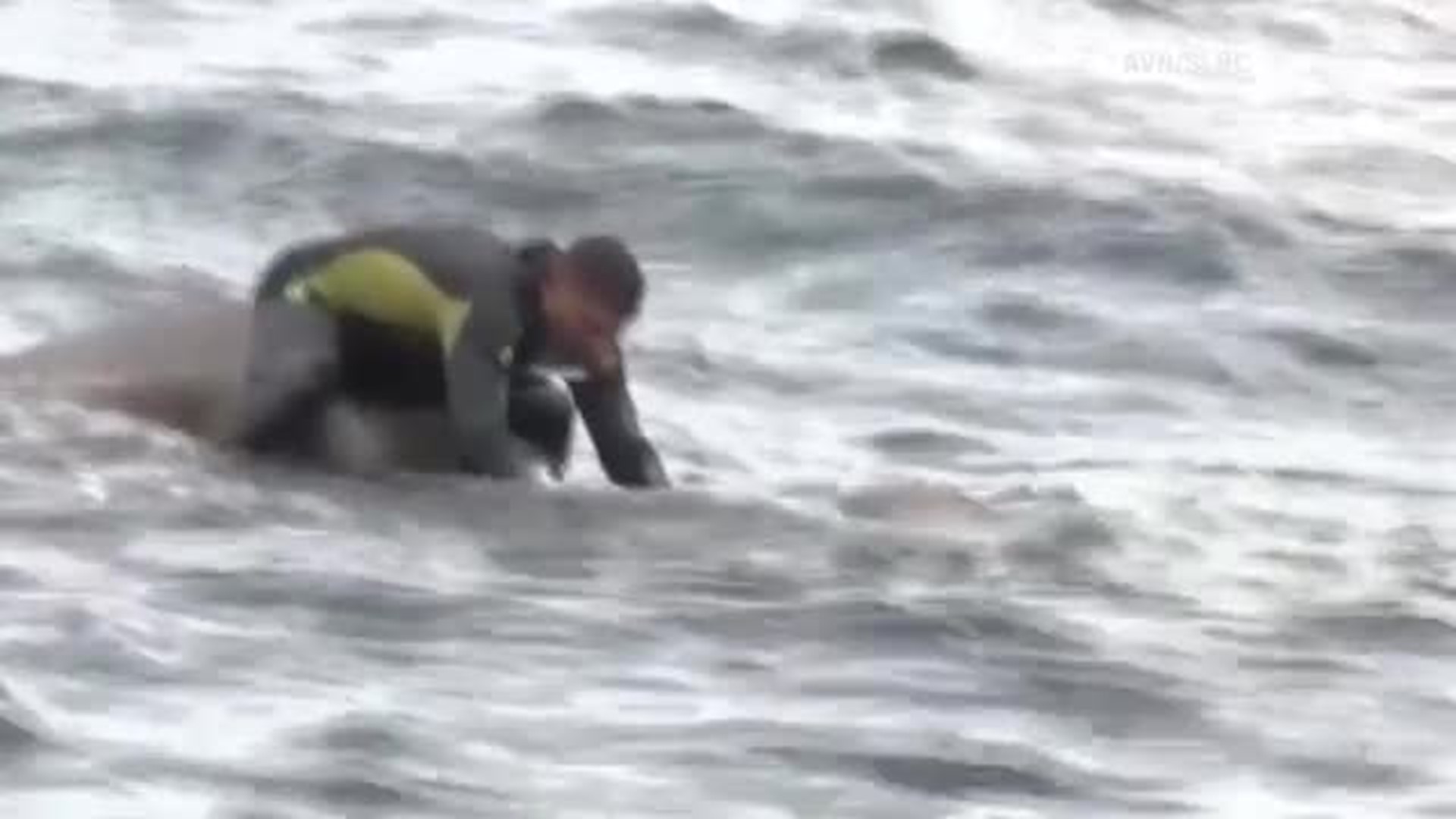 Navy Divers Rescue Drowning Elephant from Ocean