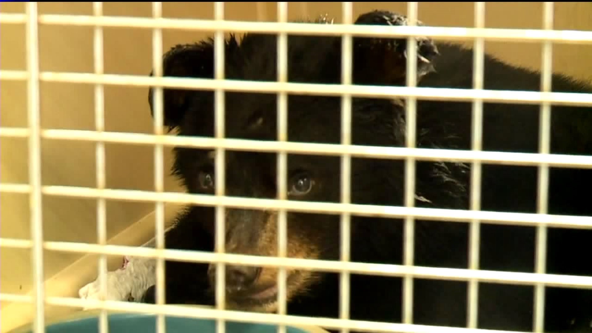 Bear Cub Recovering at Wildlife Center