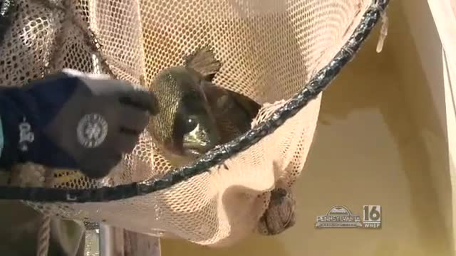 Duck Harbor Walleye Netting & Clue #5