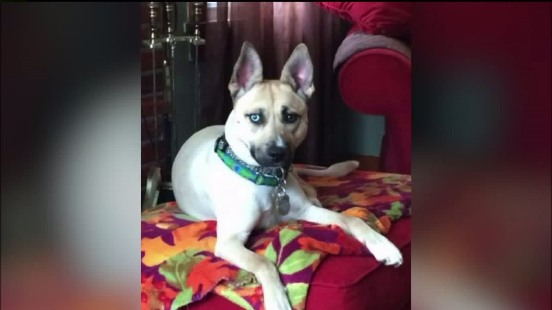 Family Dog Shot in the Head