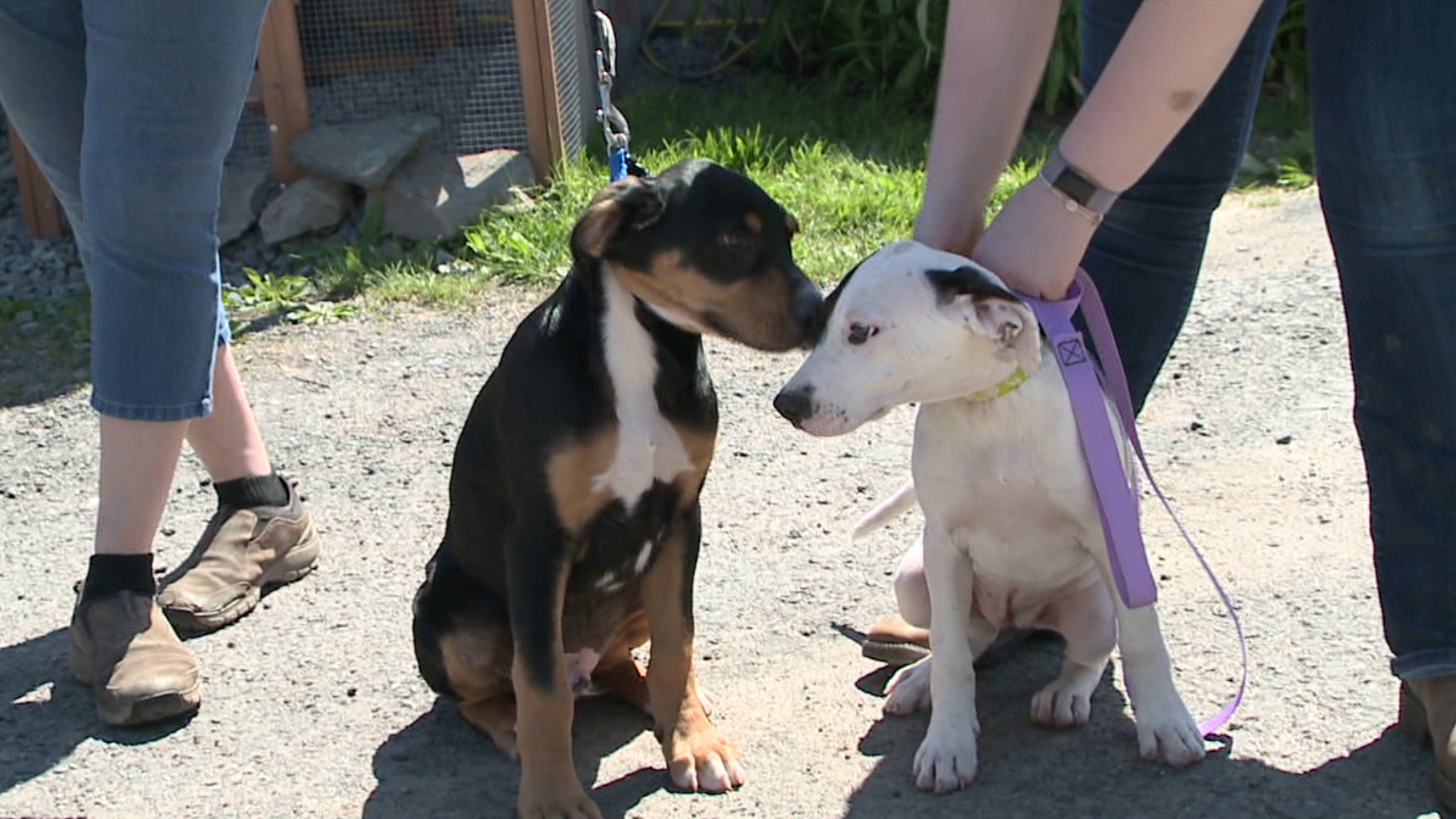 A video of a hound and her horde of puppies at an animal rescue in Susquehanna County went viral... and now some of those puppies are headed to their forever homes.