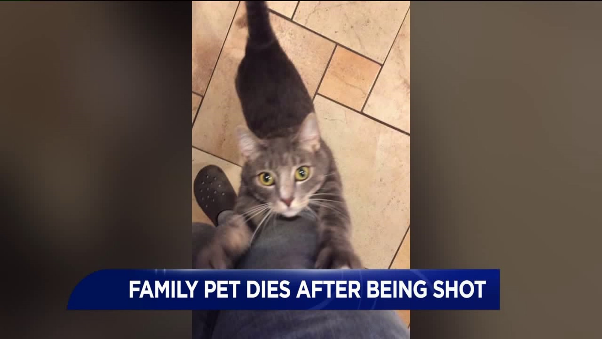Family Pet Killed After Being Shot by Pellet Gun in Dunmore