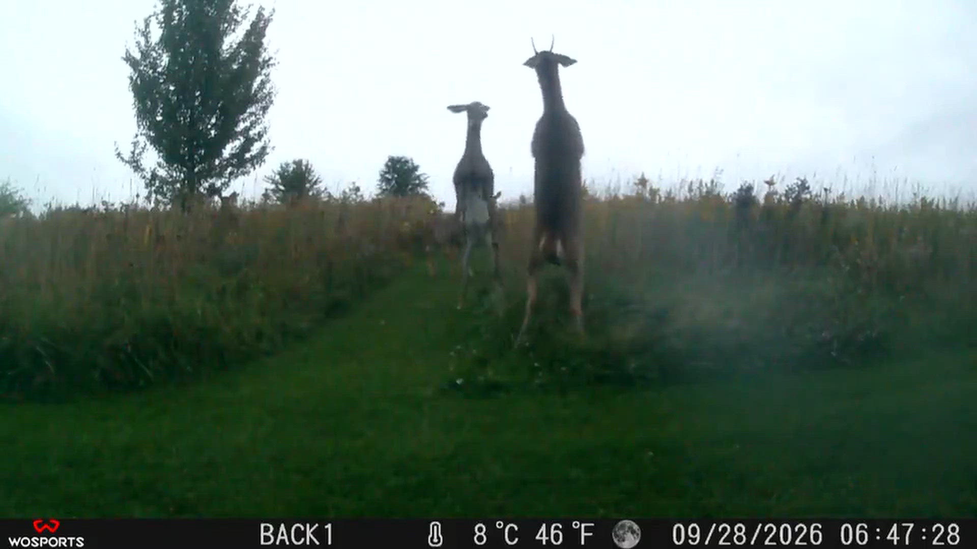 Boxing Match complete with audience | wnep.com