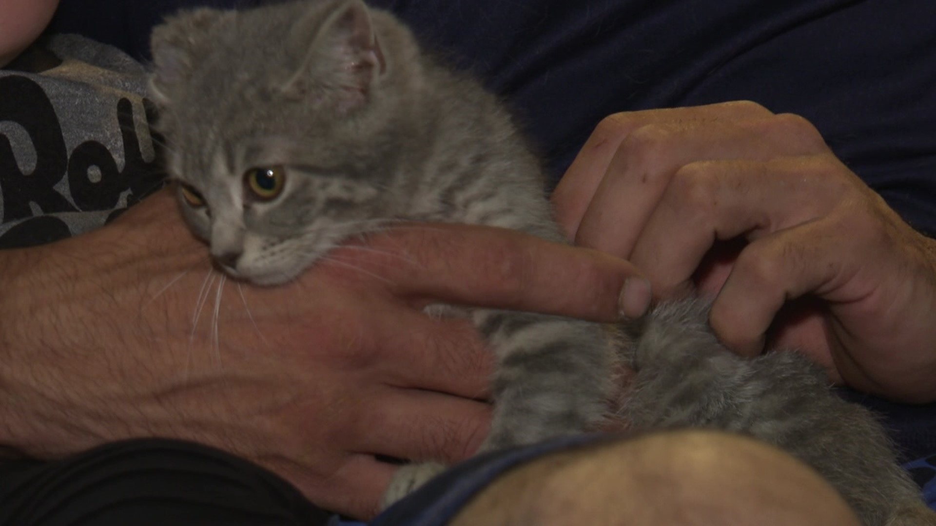 They say it takes a village to raise a child but what about a kitten? A Monroe County man says that was the question when he rescued a kitten after a hit and run.