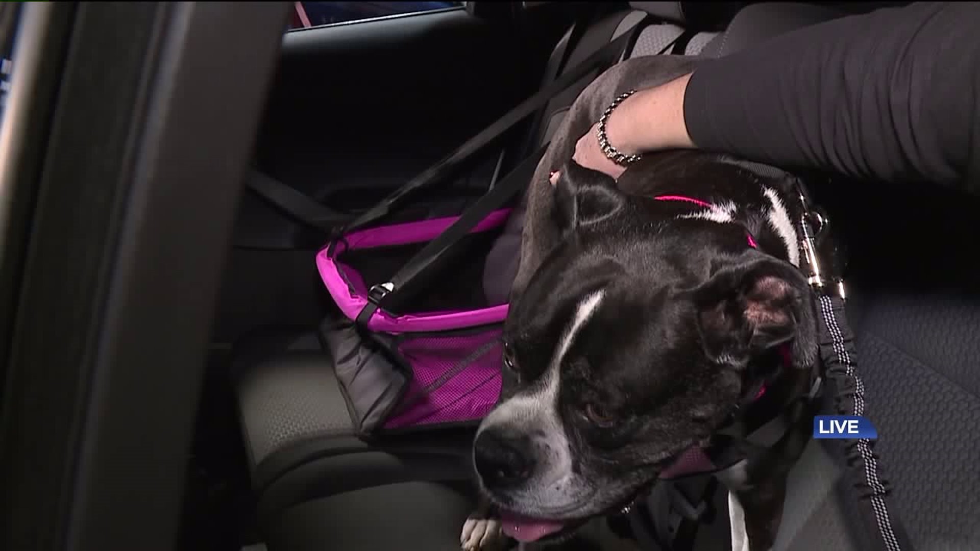 Keeping Your Pets Safe When Hitting the Road