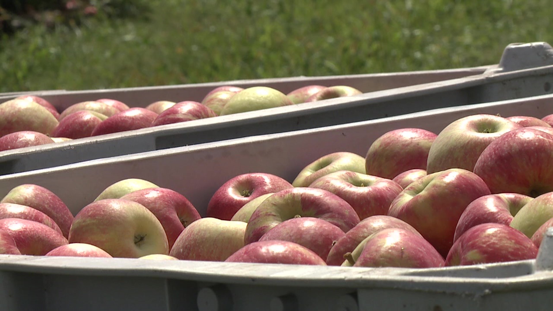 Heading into the core of the season, folks at Heller Orchards say the apples are ripe for picking.