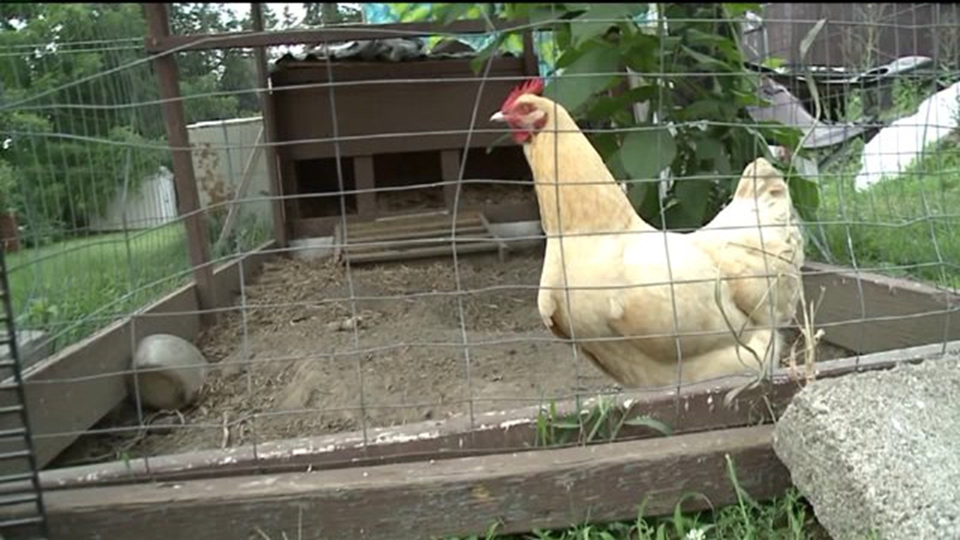 Battle Over Backyard Chickens In Luzerne County