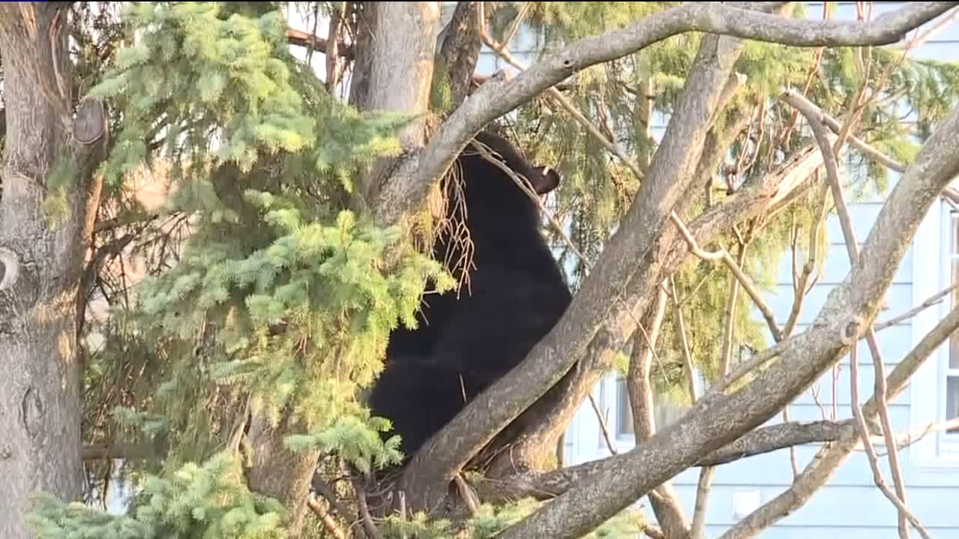 Bear Found in Tree in Wilkes-Barre