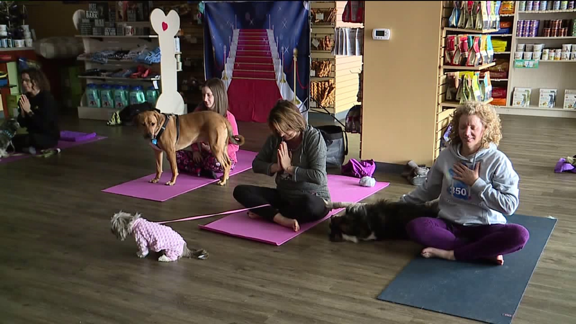Yoga with Your Dog