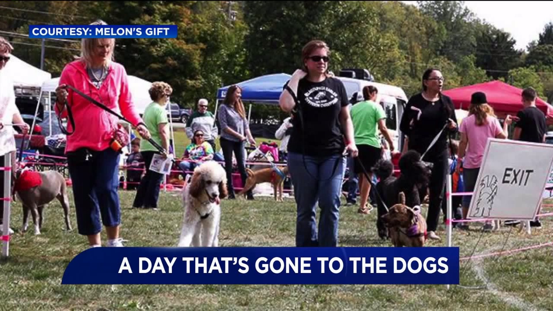 Pooches on Parade: `Fun Dog Show` Coming to the Poconos